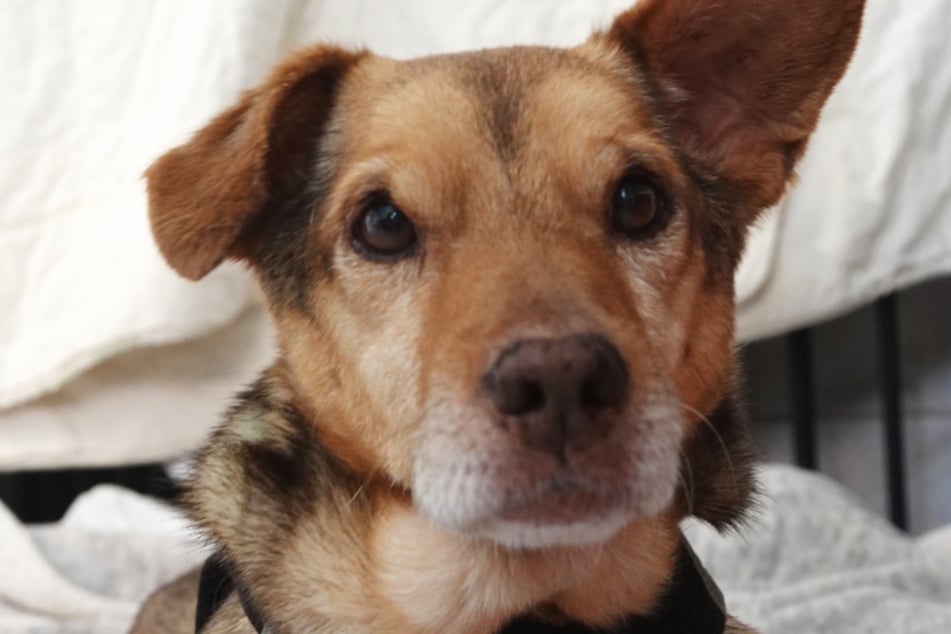 Czworonóg cierpi na demencję. Mimo choroby wciąż ma silną wolę życia!