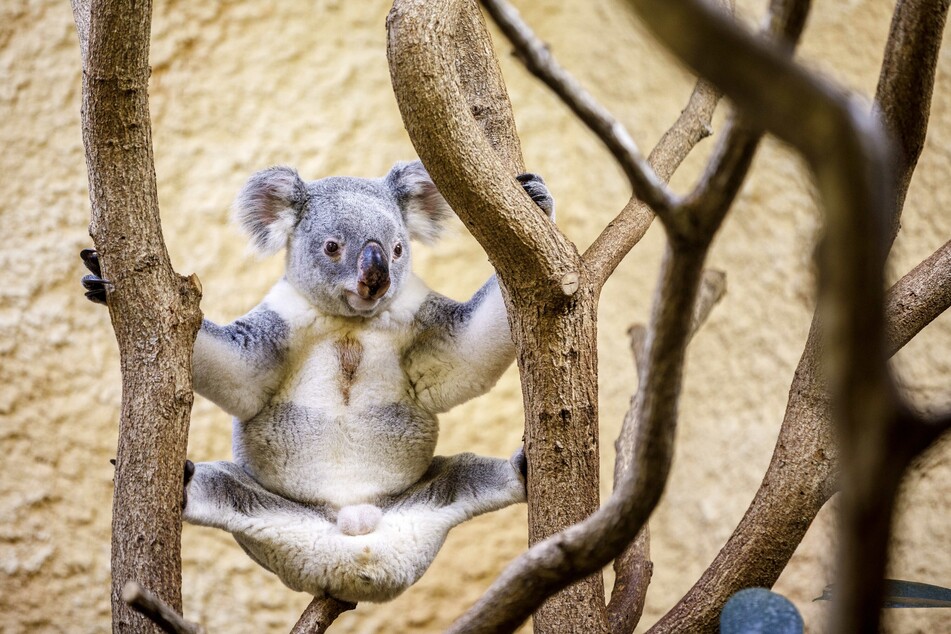 Ein Koala im Dresdner Zoo, möglicherweise bei Dehnübungen während des Frühsports.