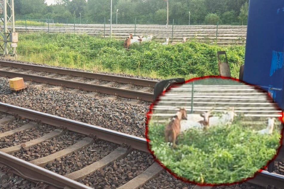 Am Sonntagabend wurden Ziegen auf Bahngleisen gemeldet.