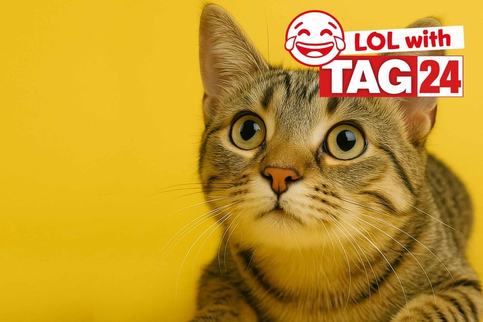 Joke of the Day for November 22, 2025: A cat-astic funny for Caturday!.