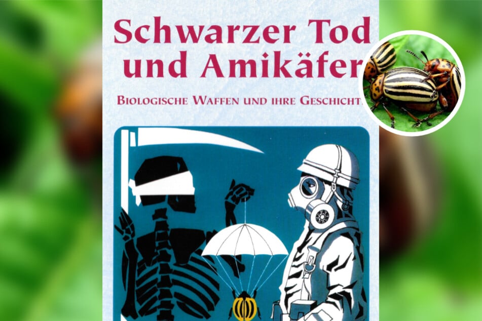 Der Begriff "Amikäfer" wurde 1950 in der DDR propagandistisch verwendet.