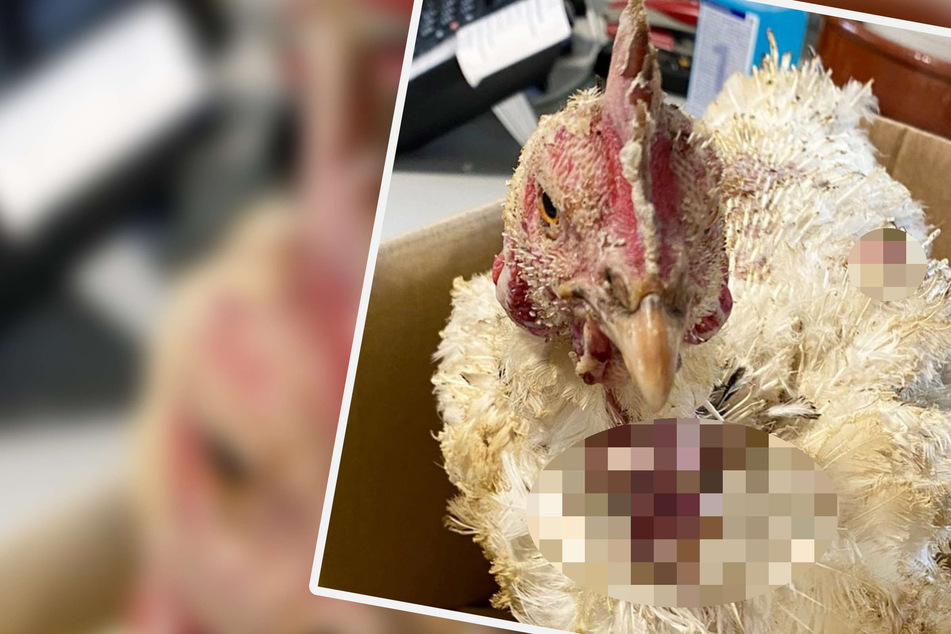 Was ist hier passiert? Leute liefern verletztes Huhn samt "komischer Geschichte" im Tierheim ab