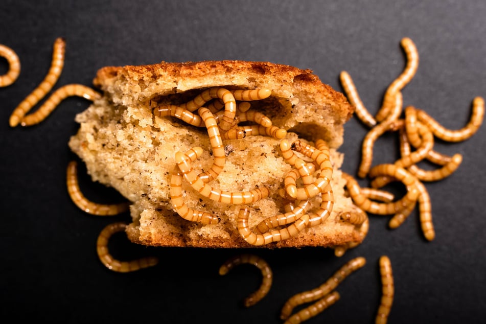 Mehlwürmer bevorzugen auch Getreideprodukte wie Brot.